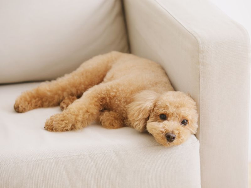 What is the Average Cost of Pet Stain and Odor Removal in Agoura Hills, CA?